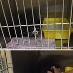 길에 버려져서 애교부리며 밥 얻어먹던 불쌍한 훈남이를 사랑으로 보듬어...