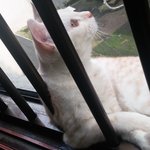 개그냥 <b>모찌</b>가 ㄱㅈ라니