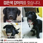 [<b>믹스</b>견콜라] 다문화견 콜라를 기억하시나요?