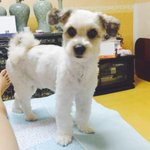 [방탈죄송] 꼬동드툴레아+말티즈 믹스!!