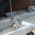 물도안<b>주고</b> 누가 강아지를 묶어 버렸네요