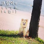 [크림일기] 14편 : 포메라니안 크림이의 여름휴가