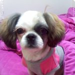 저희집 말썽꾸러기 <b>아리</b>,가또와 봄이를 소개합니다 ^^