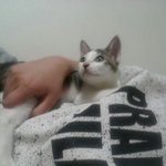 우리 귀요미 징이를 소개 합니다 ^^*