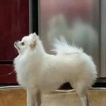 [강아지사랑] <b>과묵</b>한 두두