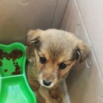 [또치<b>재희</b>동] 우리집 세마리 강아지들2