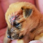 [유기견] [해피빈] 뜬장에서 어미의 사랑도 받지 못했던 장군이에게...