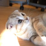 [수리<b>노을</b>] 꼬리가 좋아요~!