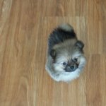 [강아지사랑] <b>포메</b> 코코의 하루