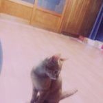 [EXO] 우리집 냥이 돼지다 돼냥이(<b>사진추가</b>)