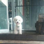 잃어버린 강아지를 찾습니다.(울산 남구 삼산동 토리고야)
