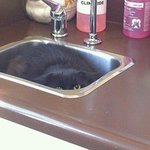 <b>수의사</b>를 만난 고양이들 반응