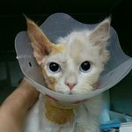 학대로 턱, 다리골절이 온 <b>해든</b>이 서명해주세요 !