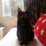 정말 묘~한 고양이와의 <b>묘연</b>~