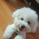 [댓글부탁해] 잃어버린 강아지를 찾습니다..(울산남구)