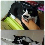 못난이라서 미안합니다ㅠㅠ 하지만 착하고 애교많은 <b>순</b><b>딩</b>이 훈남이입니다