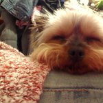 요크셔 4살 <b>숙녀</b> 귀요미 표정 퍼레이드