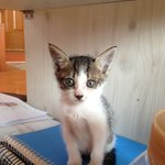 [고양이] (입양완료)엄마미소 짓게 만드는 금호의 가족을 찾습니다...