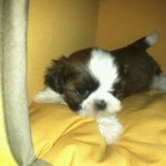 [으실으실<b>이</b>] 우리<b>집</b> 귀염둥이 으실이~