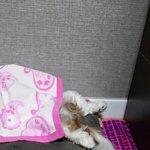 [으실으실이] 얼굴만 덮음 되요....