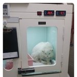 학대당하고 털날린다고 버려진 <b>해든</b>이의 희망해 서명부탁드려요