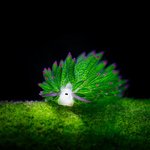 외계에서 왔다고 해도 믿을 법한 신기한 <b>생물</b>들