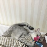 [고양이] <b>집사</b> 놀아주는 돌콩이