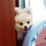 [크림일기] 15편 : 짜리몽땅 해맑은 강아지 크림이