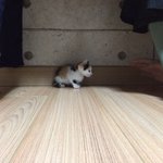 [강아지사랑] 식구 <b>두끼</b> 팡 몽 (길냥이와 래브라도 리트리버) 2