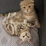 [수리<b>노을</b>] 냥이 점프 연습시키기!