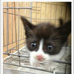 [고양이] 나의 동거묘 가또와 <b>메이</b>리~