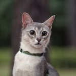 [아배붑] 자취남과 고양이 둘