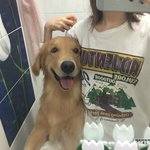 [3대천사견] 꽃미남 골든리트리버 재리 3탄이 왔어요~ ㅎㅎ