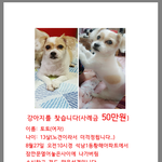 우리<b>토토</b>를찾아주세요..
