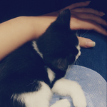 [고양이] 학원냥이 도롱도롱
