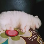 [강아지사랑] 우리<b>집</b><b>새</b>식구 영순이