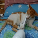 [고양이] 나의 동거남 <b>도칠</b>이^^~~