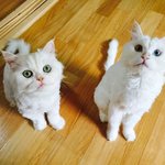 울 냥이들~~