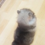 포메라니안 <b>쿠키</b> 인사드려용 