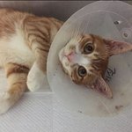 (다음희망해) 마음 따뜻한 길냥이 <b>야야</b>를 위해 희망 댓글 부탁드립니다...