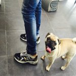 [강아지사랑] (퍼그) 귀여운 <b>러버</b>덕!!<b>러버</b>와 더덕이를 소개합니다@...