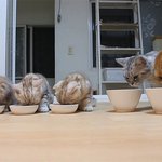 [수리<b>노을</b>] 냥이가족 저녁식사