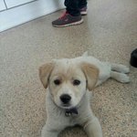 [강아지사랑] <b>짱이</b> 찾고싶어요.