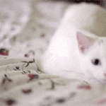 흔들흔들 <b>리듬</b> 타는 고양이들