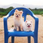 [크림일기] 16편 : 갸우뚱 거리는 심쿵 포메라니안 크림이