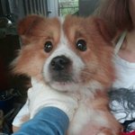 [유기동물] 9월13일이면 안락사 되는 아이들 입니다.(울산<b>시보</b>호소)