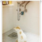 [<b>복순</b>이] 불량똥괭이 <b>복순</b>이~