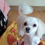 잘웃는 강아지 사랑이 소개 두번째