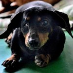 [해피빈] 뚜뚜가 한 눈을 잃을 만큼 지독했던 <b>번식</b>장의 공기...