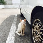 우리동네 길고양이 클라스